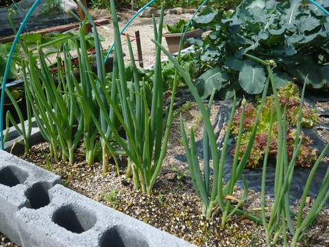 P1050166