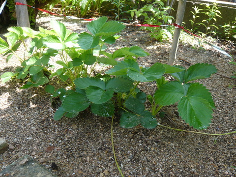 P1050177