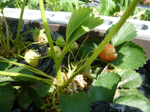 P1050176