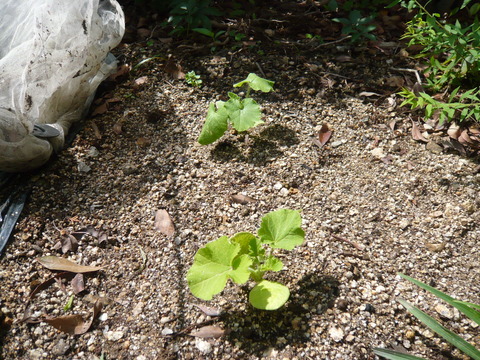 P1050159