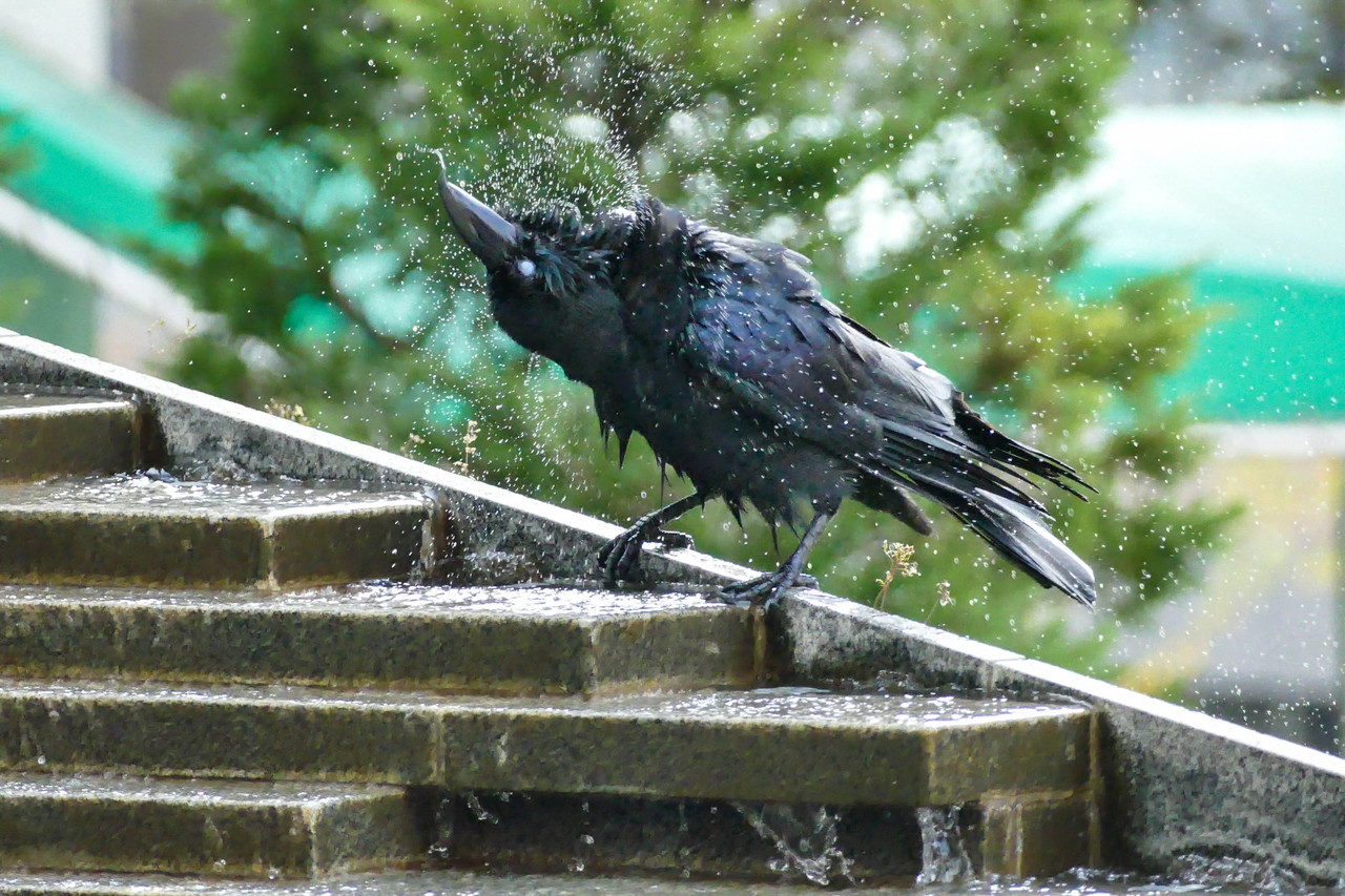 カラスの行水にfz1000 Sublimare Blog