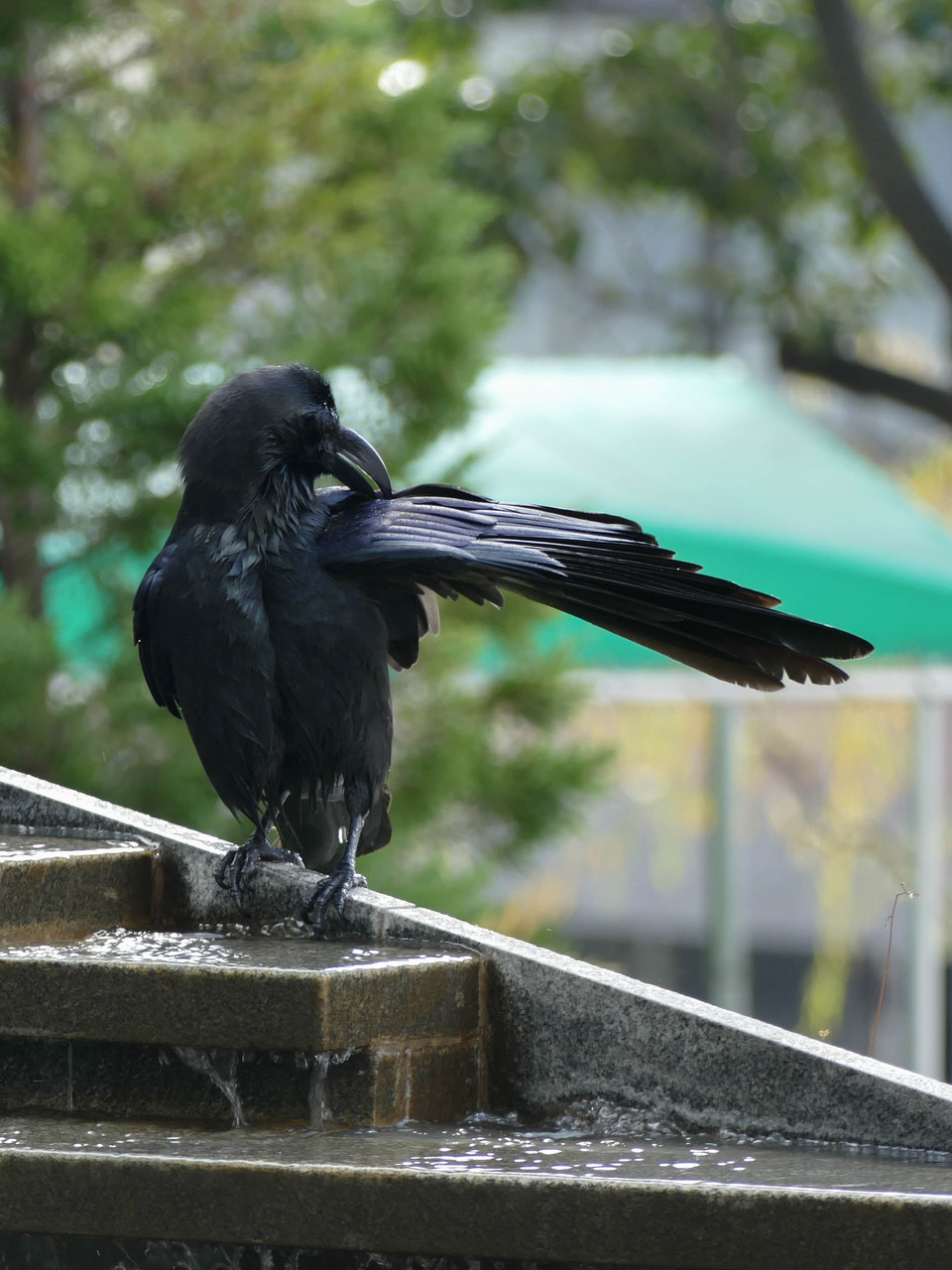 カラスの行水にfz1000 Sublimare Blog