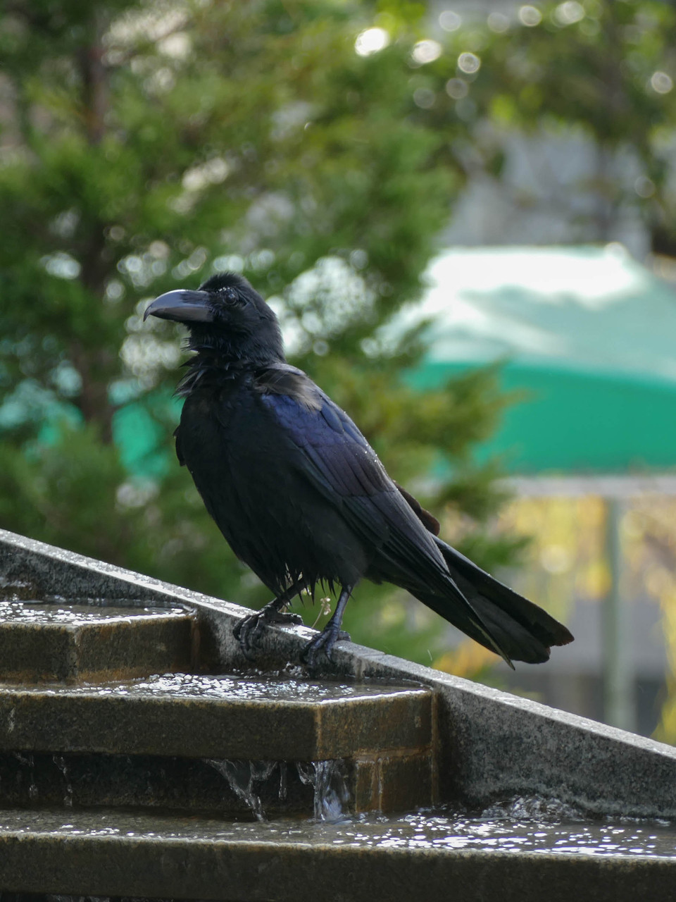 カラスの行水にfz1000 Sublimare Blog