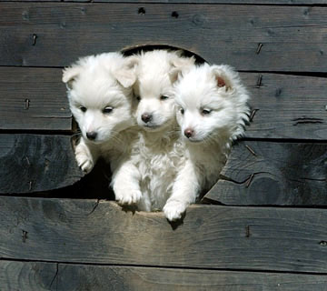 双頭怪獣 冒険野郎マクガイヤーの人生思うが侭ブログ版