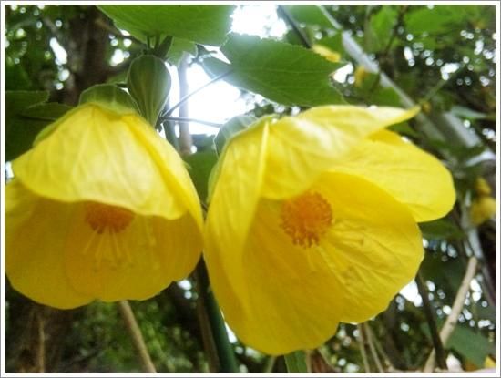 花言葉 アブチロン 花一輪