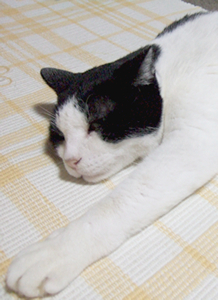 DSCF5370