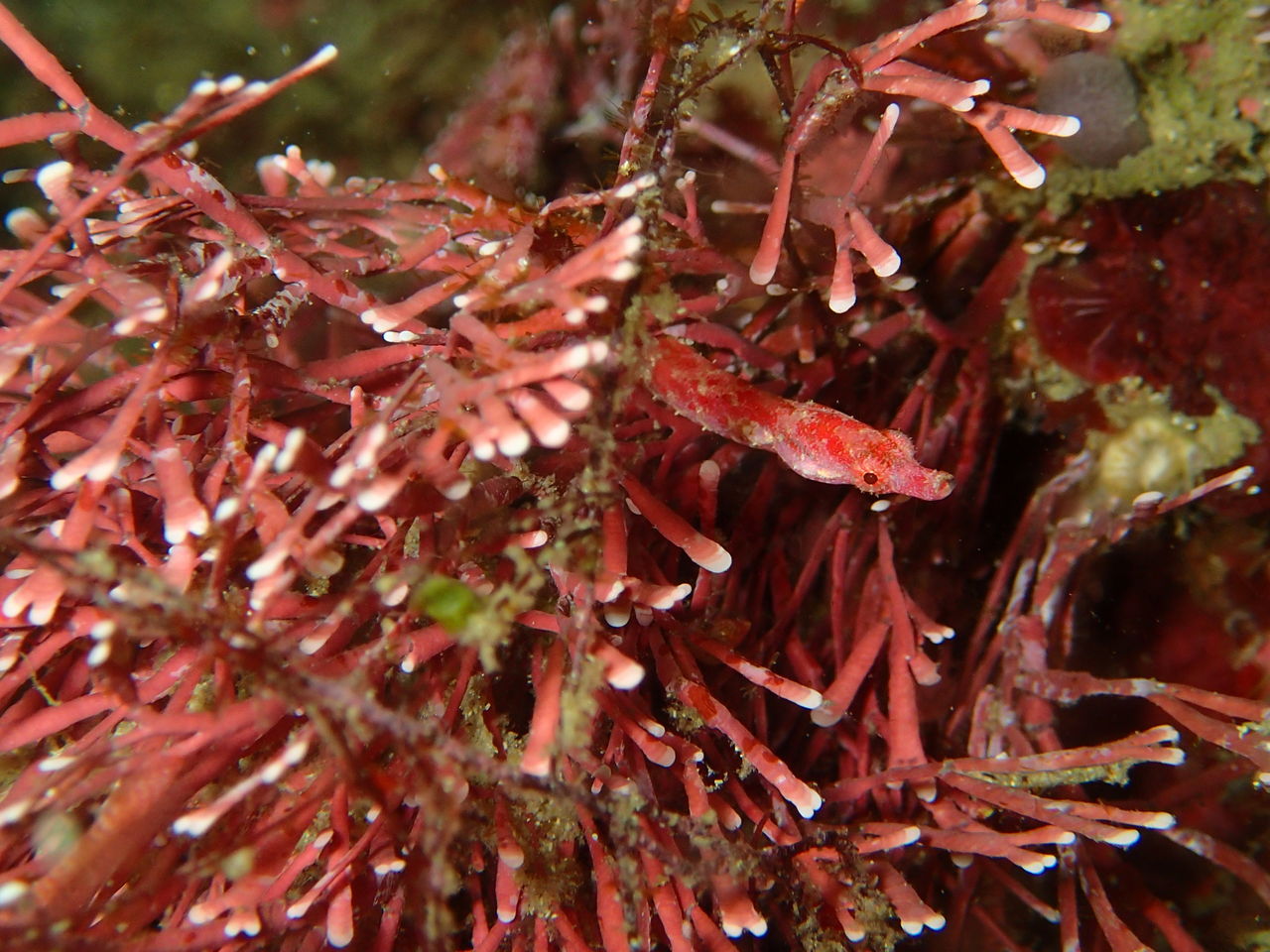 海藻と生き物をテーマに まちゃの独り言 海藻と生き物をテーマに まちゃの独り言