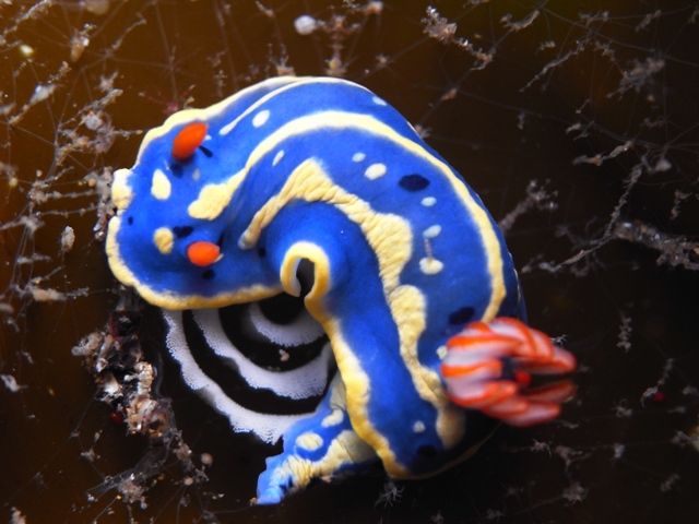 アオウミウシの卵 まちゃの独り言