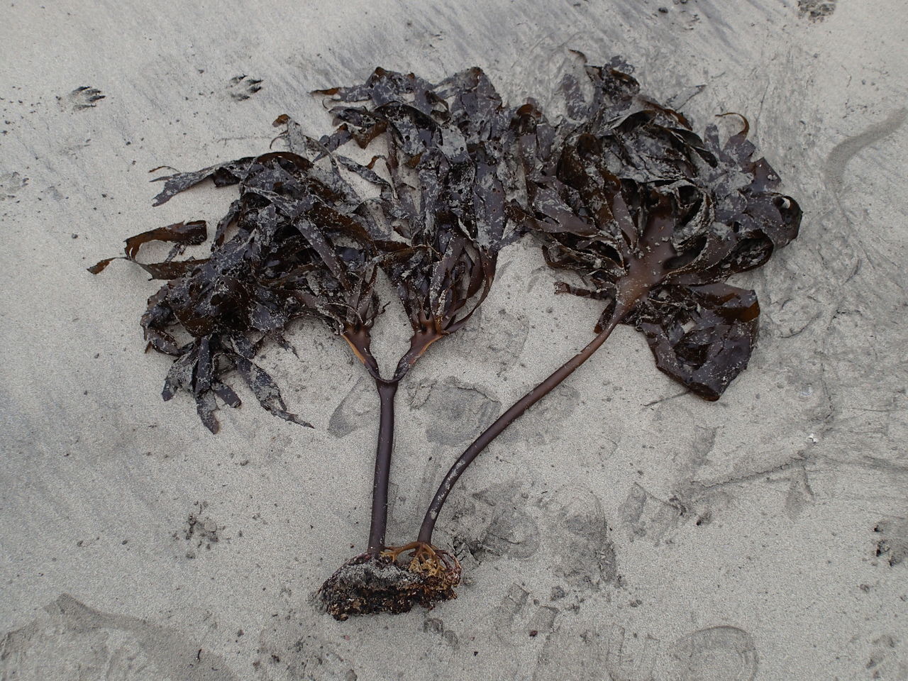 あら かじめ まちゃの独り言