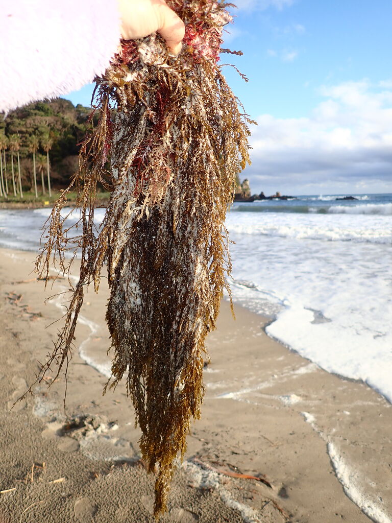 海藻観察 まちゃの独り言2 海藻観察 まちゃの独り言2