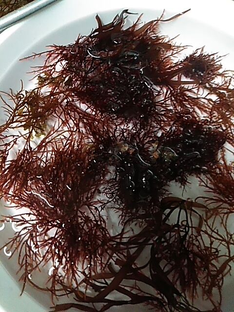 海藻観察 まちゃの独り言2