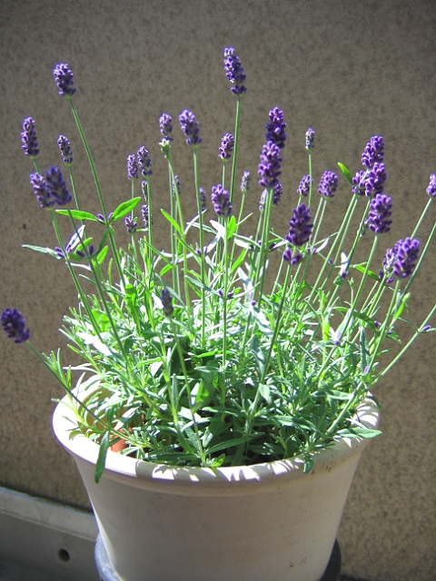 狭小ベランダガーデニング計画 イングリッシュ ラベンダー Livedoor Blog ブログ