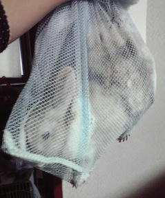 ウサギの爪切りしました 思いつき走り書き