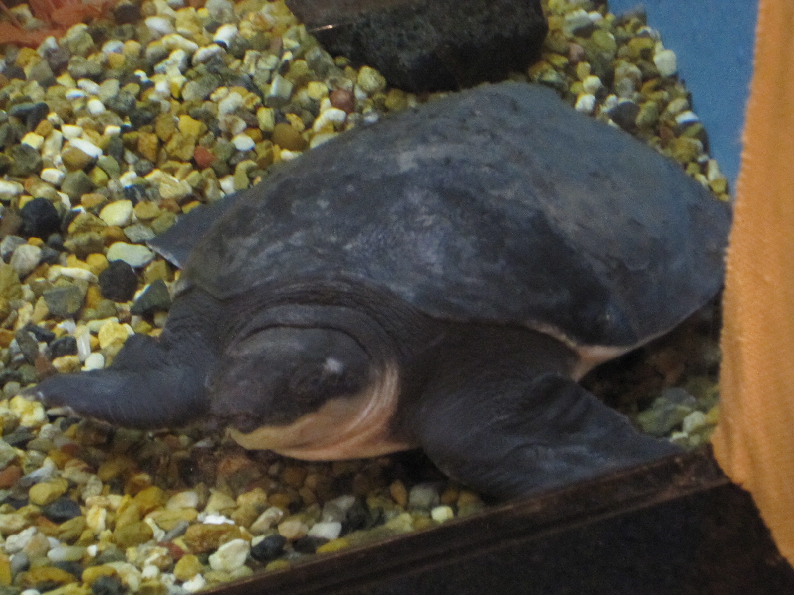 スッポンモドキ Pig Nosed Turtle Japaneseclass Jp