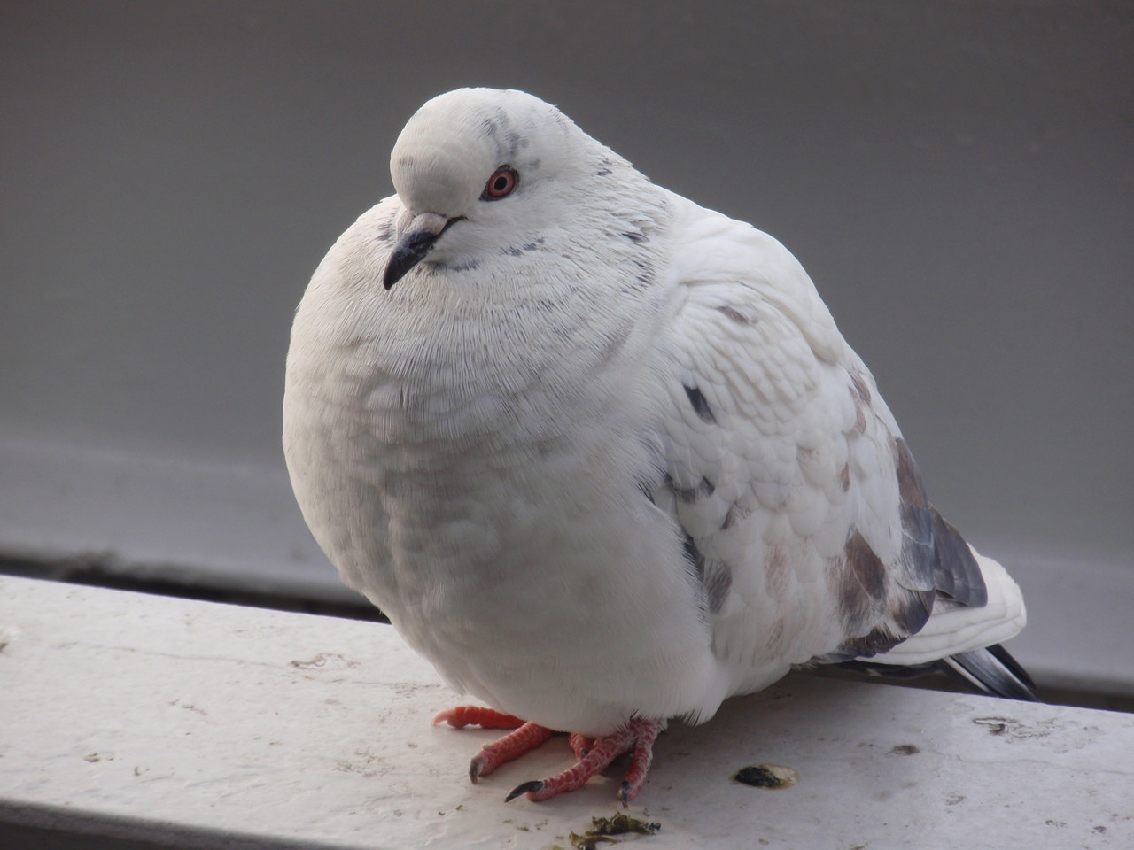 横浜ジョイナス クーパー フットボールコート まち 街 町 住人