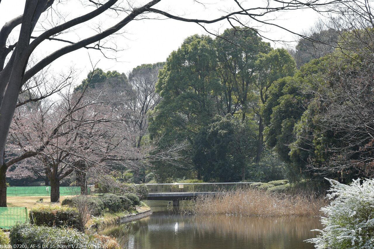 東京の桜22 In 北の丸公園 千代田区 町カメさんの写真便り