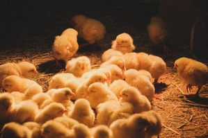 MOROIMG_9728_TP_V (1)