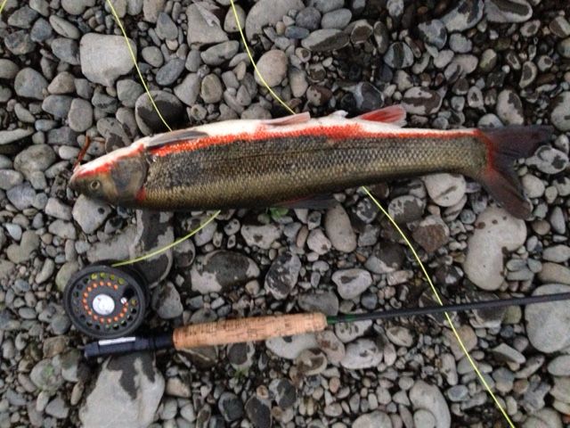 バイクでマルタフィッシング ｔ ｓ Sffc Sagamachi Fly Fishing Club さがまちフライフィッシングクラブ
