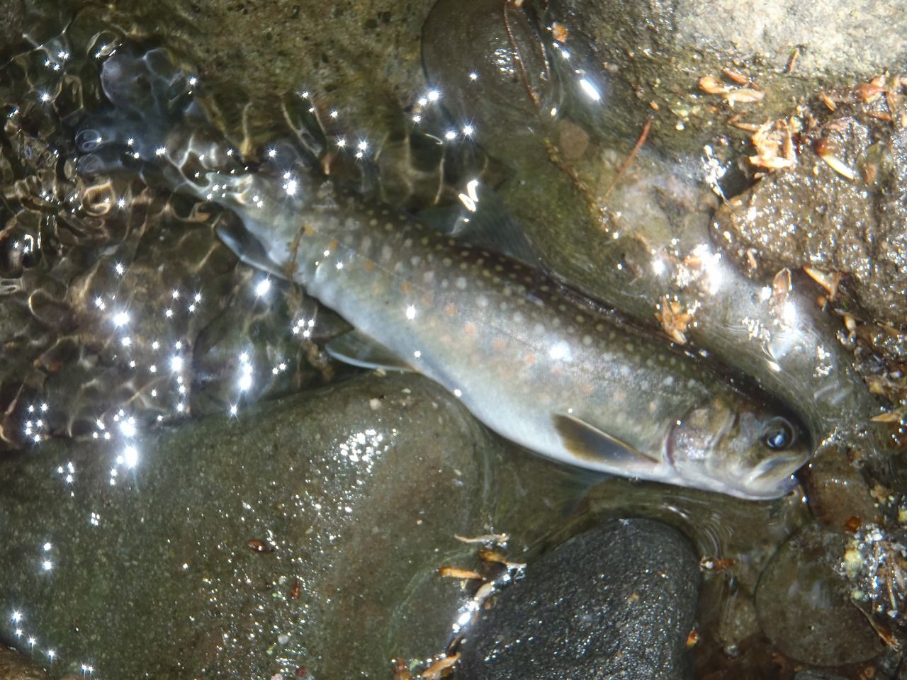 昨日の八ヶ岳でのドライフライフィッシング T H Sffc Sagamachi Fly Fishing Club さがまち フライフィッシングクラブ 昨日の八ヶ岳でのドライフライフィッシング T H Sffc Sagamachi Fly Fishing Club さがまち フライフィッシングクラブ