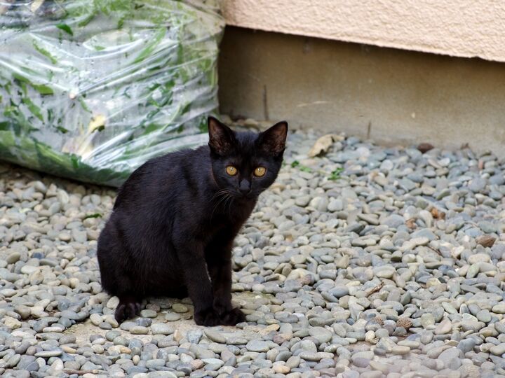 可愛い黒猫の子 街ネコ歩き