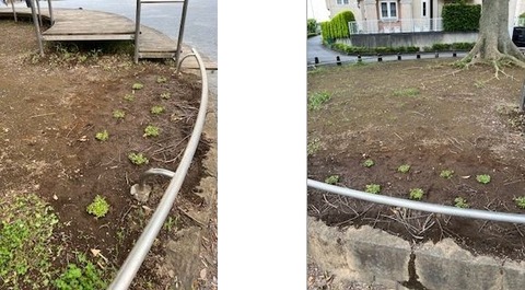 いろどり公園の裸地対策プロジェクト試験中(その2) : まちの緑を守る会のブログ