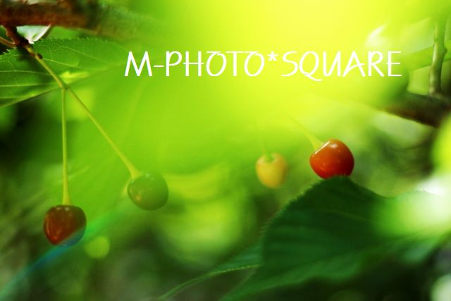 河津桜のさくらんぼ m diary 河津桜のさくらんぼ m diary