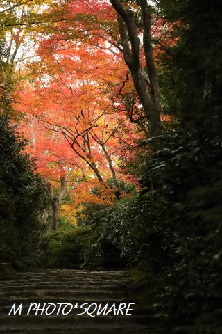 koyo018
