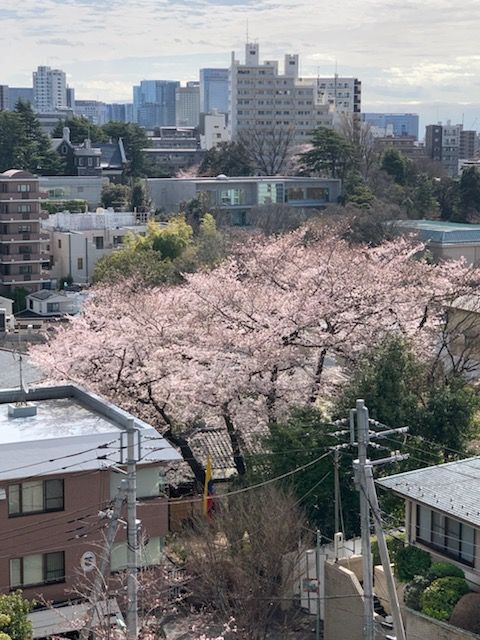 花曇りの中をお散歩 マック家の雑記帳