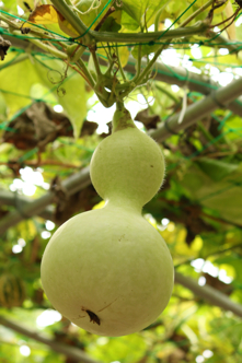 �Ҥ礦����