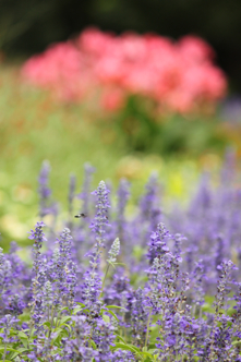 ��٥����