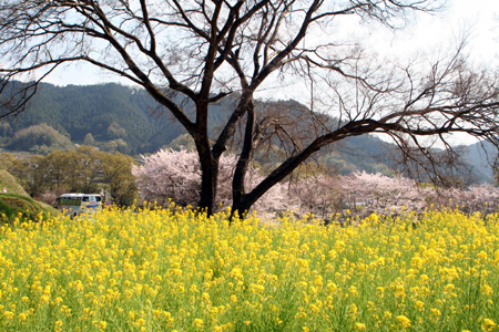 �����餷�������