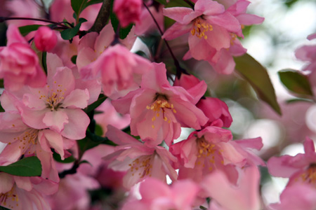 ǻ���ԥ󥯤κ�