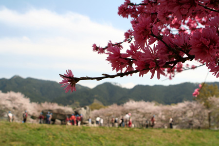 ������⤫���������į���