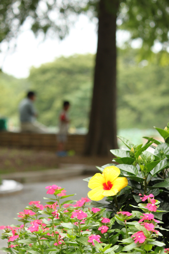 �����Υϥ��ӥ�����