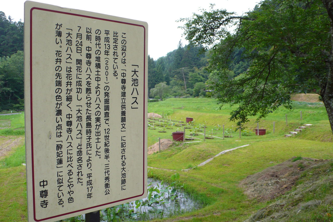 岩手県平泉町 関山 中尊寺 マッキ色 2nd Stage