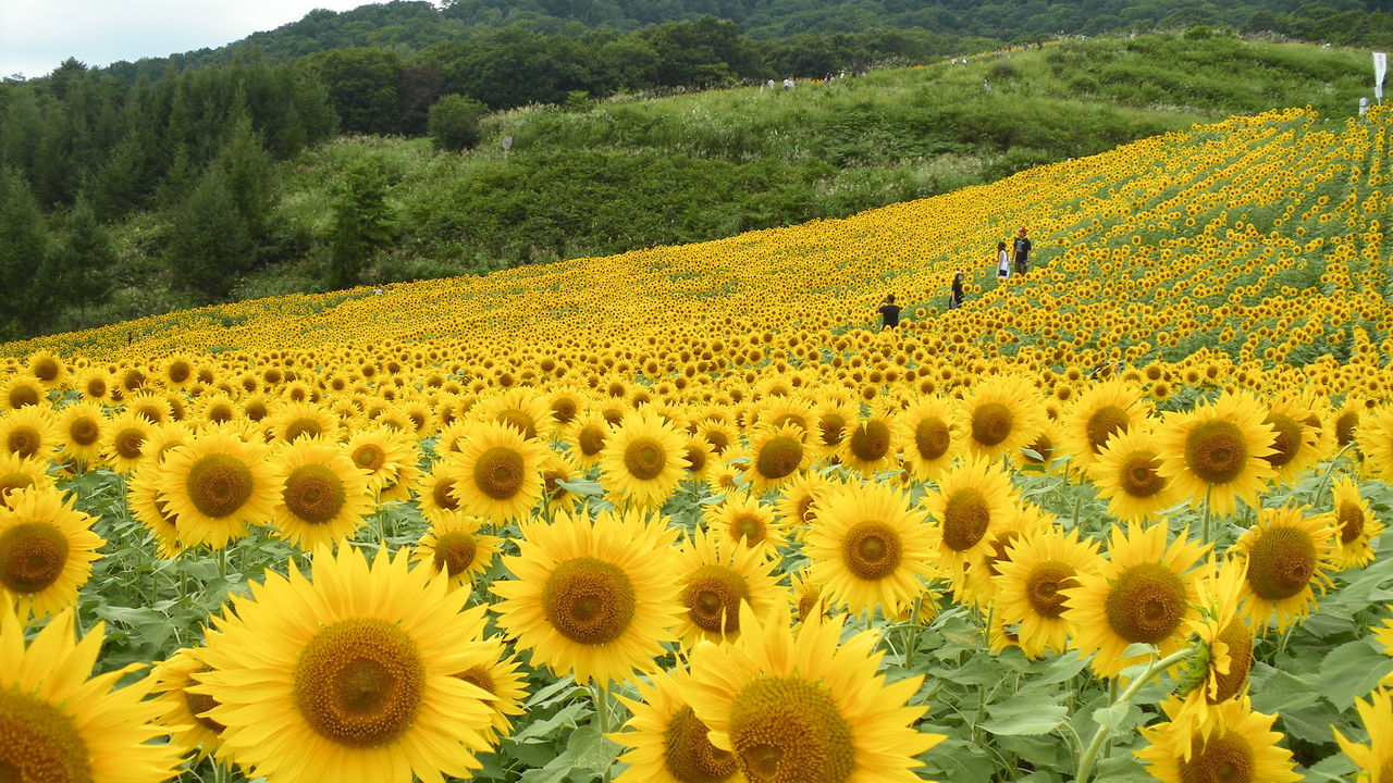 福島県喜多方市 三ノ倉高原ひまわり畑 マッキ色 2nd Stage