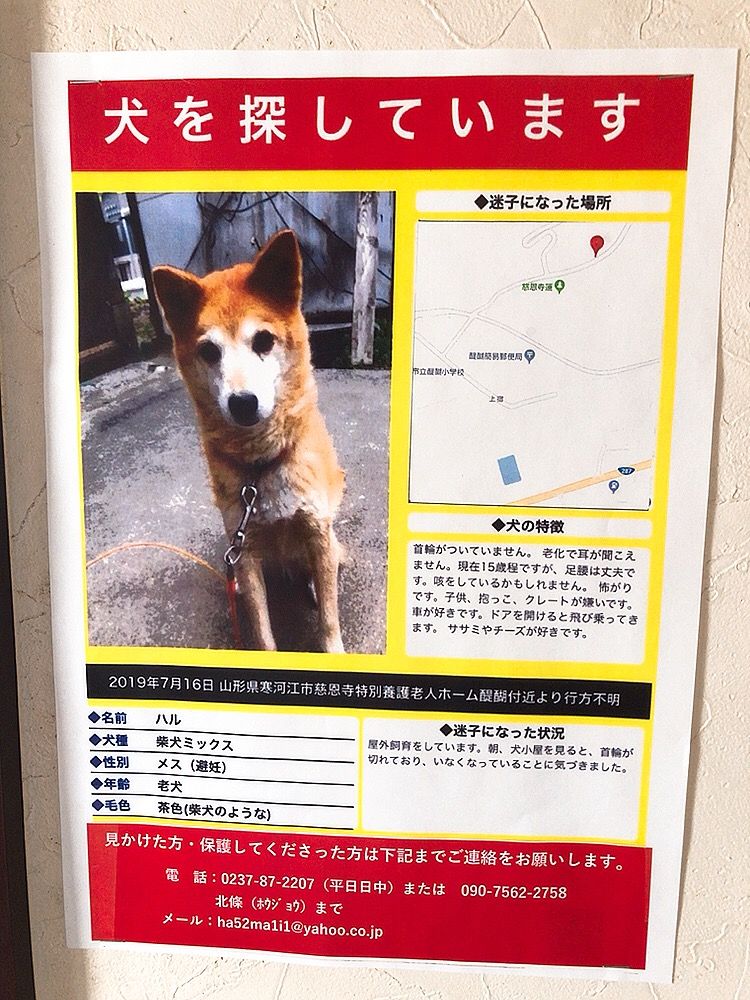 迷い犬情報 マッキ色 2nd Stage
