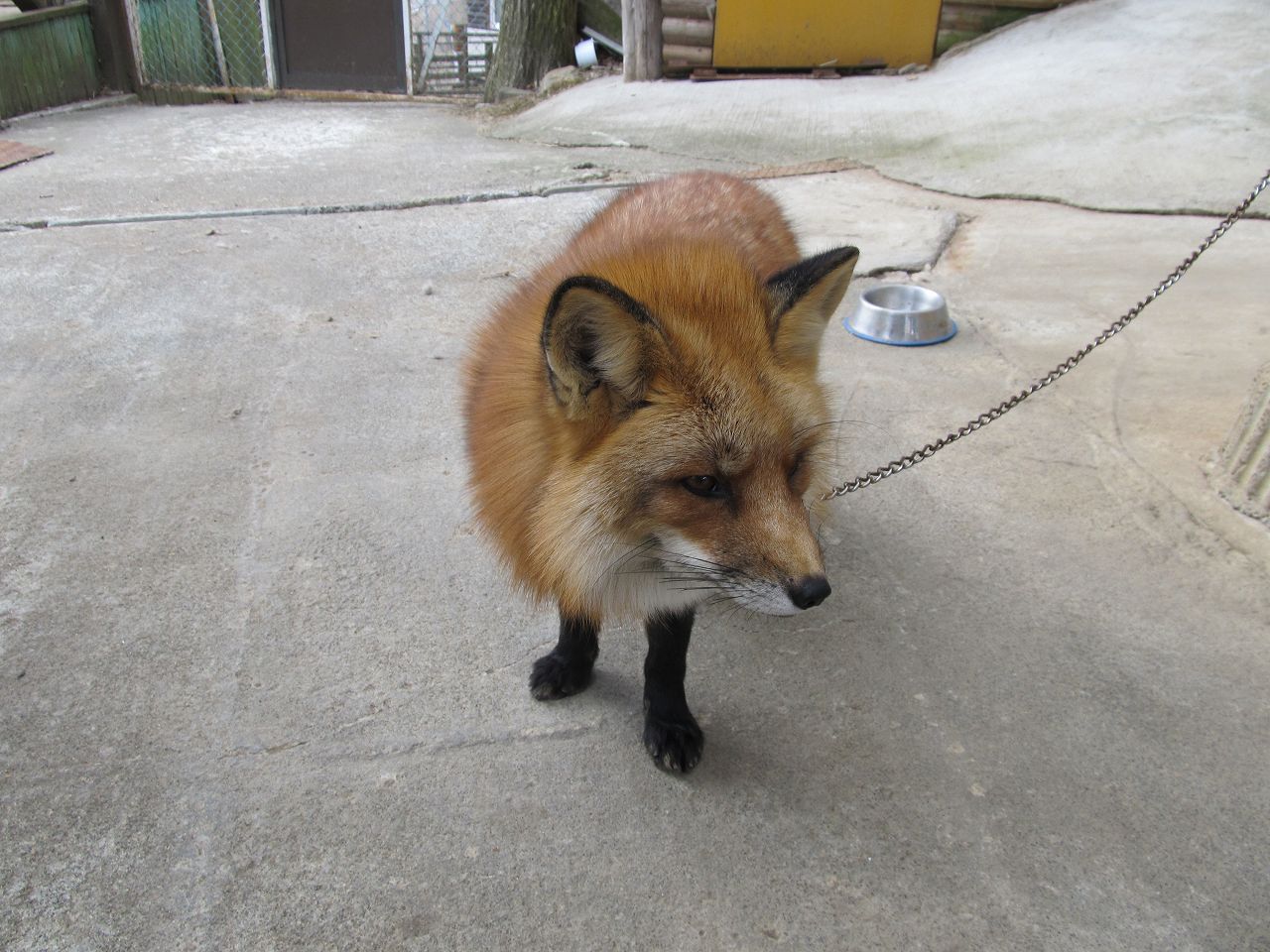 キツネ村で 式輝 プリンセス天狐 Illusion まっくの徒然日記