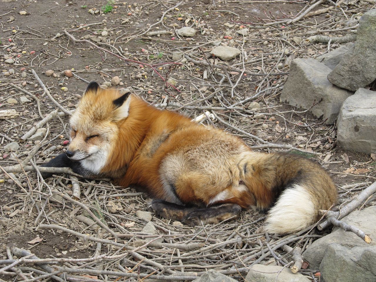 キツネ村で 式輝 プリンセス天狐 Illusion まっくの徒然日記