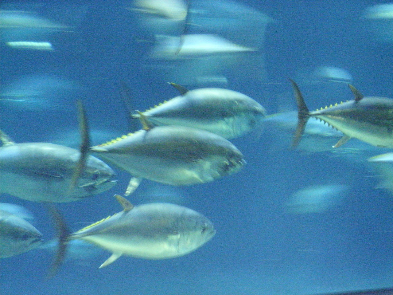 専門家 マグロは哺乳類に近い 泳ぐ速さや距離 魚とは別次元 科学ニュース２４