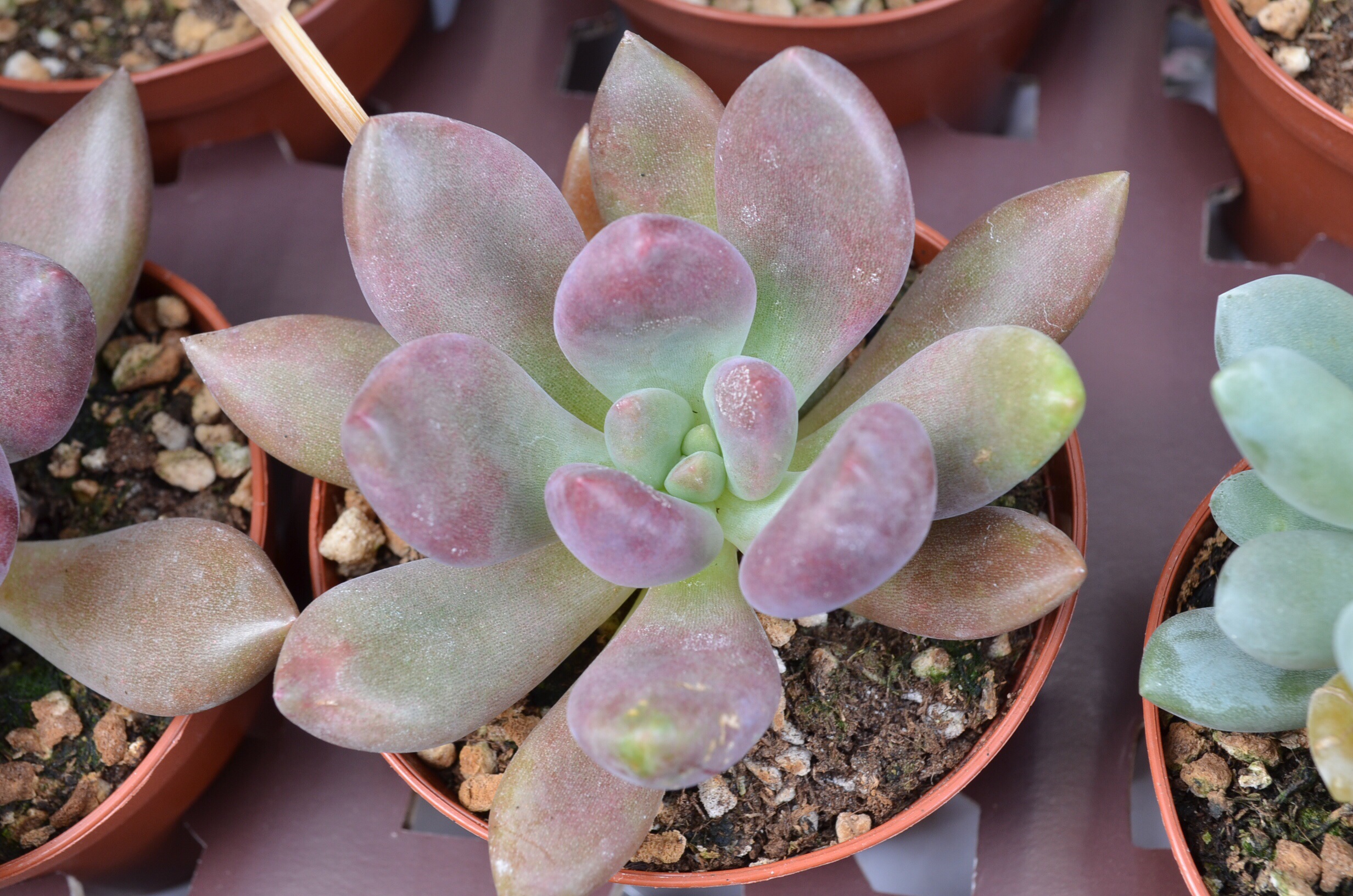多肉植物 花屋のまこで