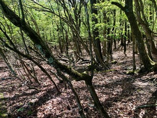 IMG_3133