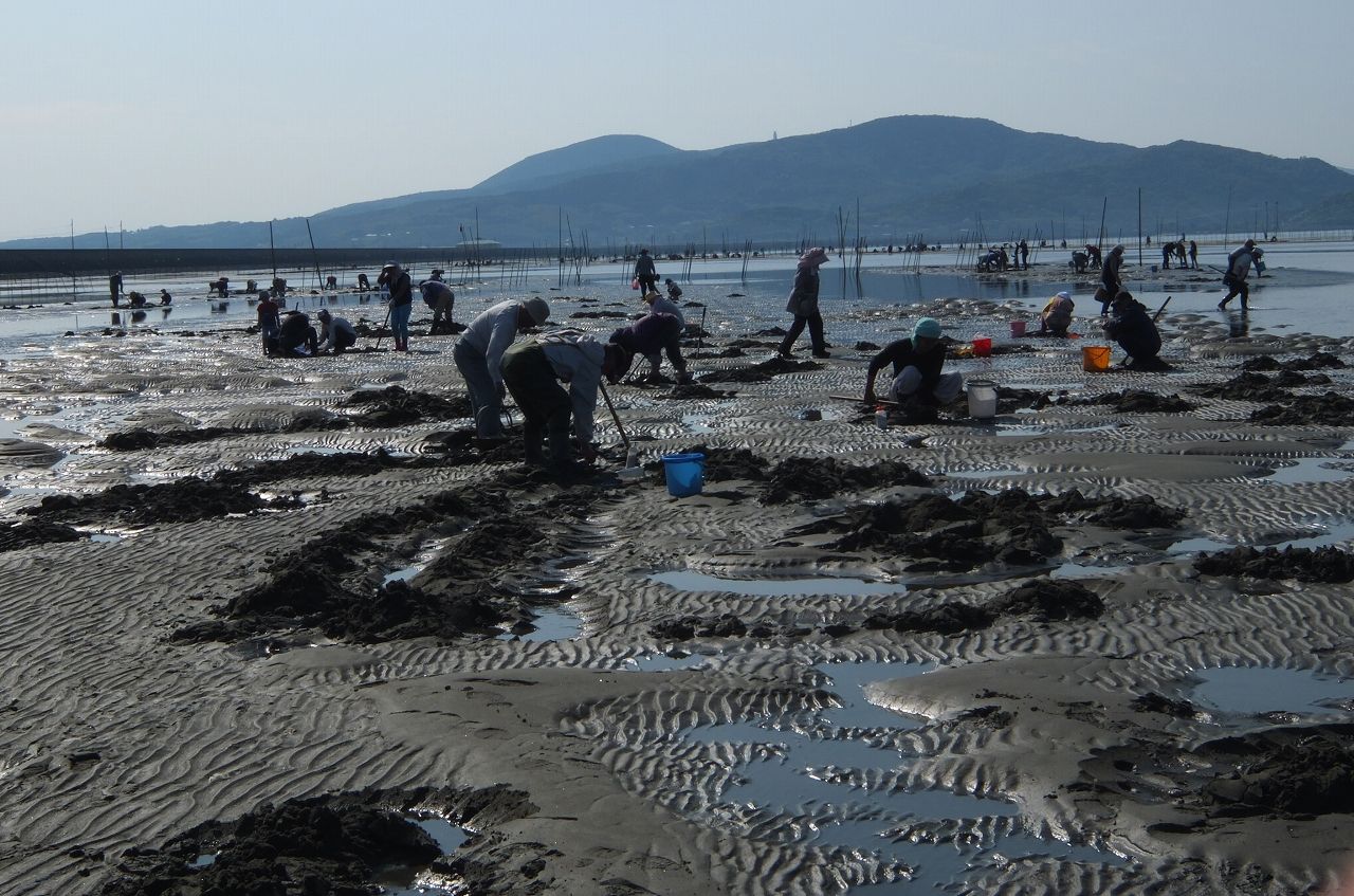 マテ貝採り解禁で賑わう出水市福ノ江海岸 花鳥風月きままな外遊び マテ貝採り解禁で賑わう出水市福ノ江海岸 花鳥風月きままな外遊び