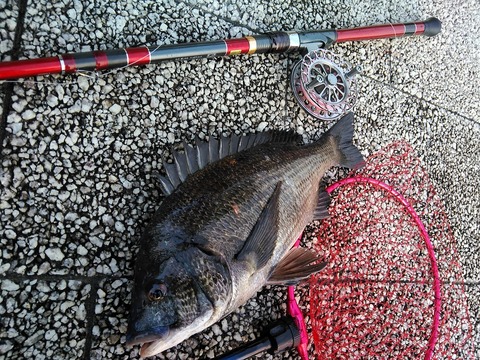 DAIWA/ダイワ ブラックジャックスナイパー H-45TLM その2 : Mad Angler