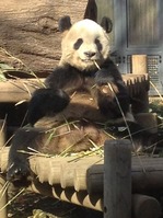 26 ueno zoo with momo&yuko-6