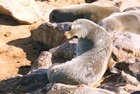 NAMIBIA - Cape Cross 3