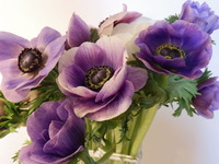 20 anemone-2