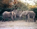 x - Elephants 1