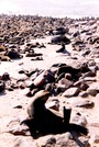 NAMIBIA - Cape Cross 7