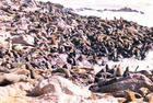 NAMIBIA - Cape Cross 6